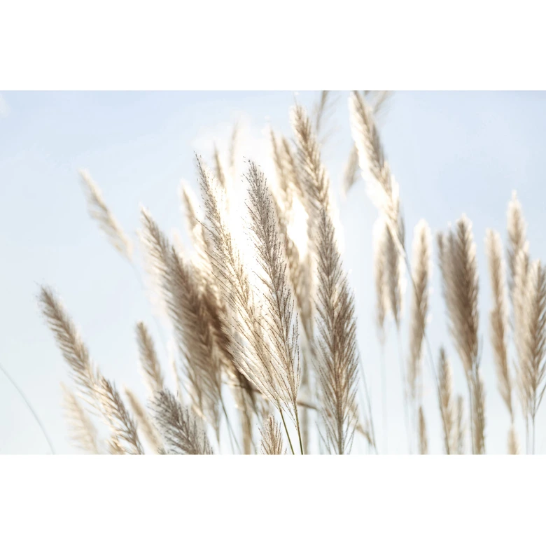 Pampas Grass Sky Beige Blue 3,75 x 2,50 m - Icke-vävd tapet natur boho-stil 
