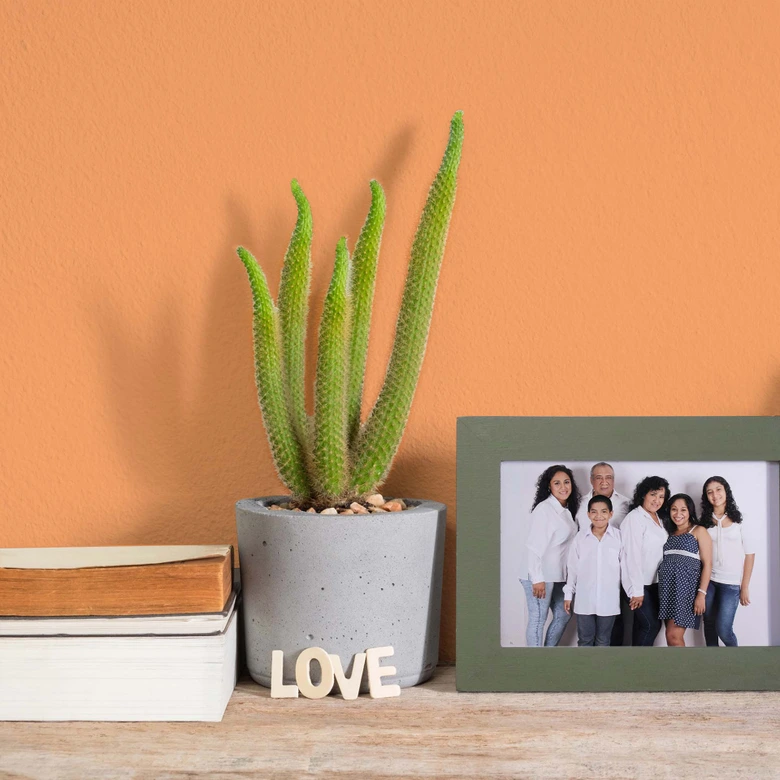 Orange Väggfärg halvmatt I Pure Papaya | energiskt inspirerande | THE COLOR KITCHEN 