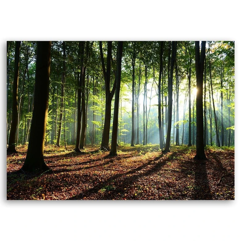 Leinwandbild, Wald bei Sonnenaufgang 