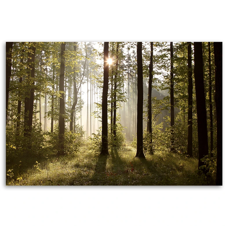 Leinwandbild, Morgen im Wald 