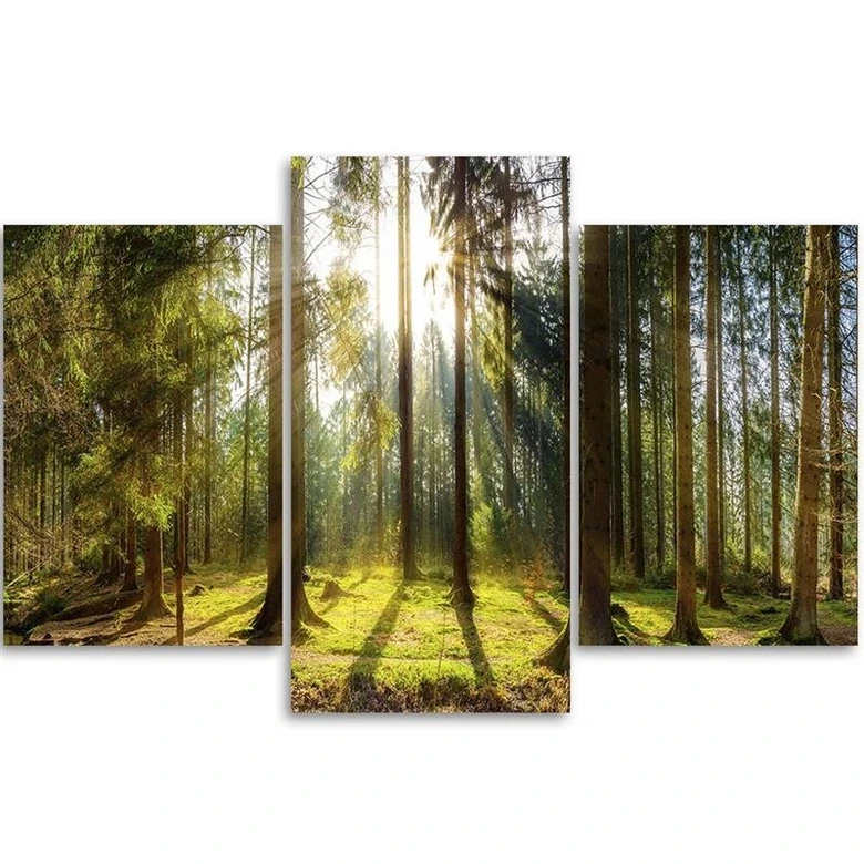 Leinwandbild 3-teilig, Wald Strahlen Baum Natur 