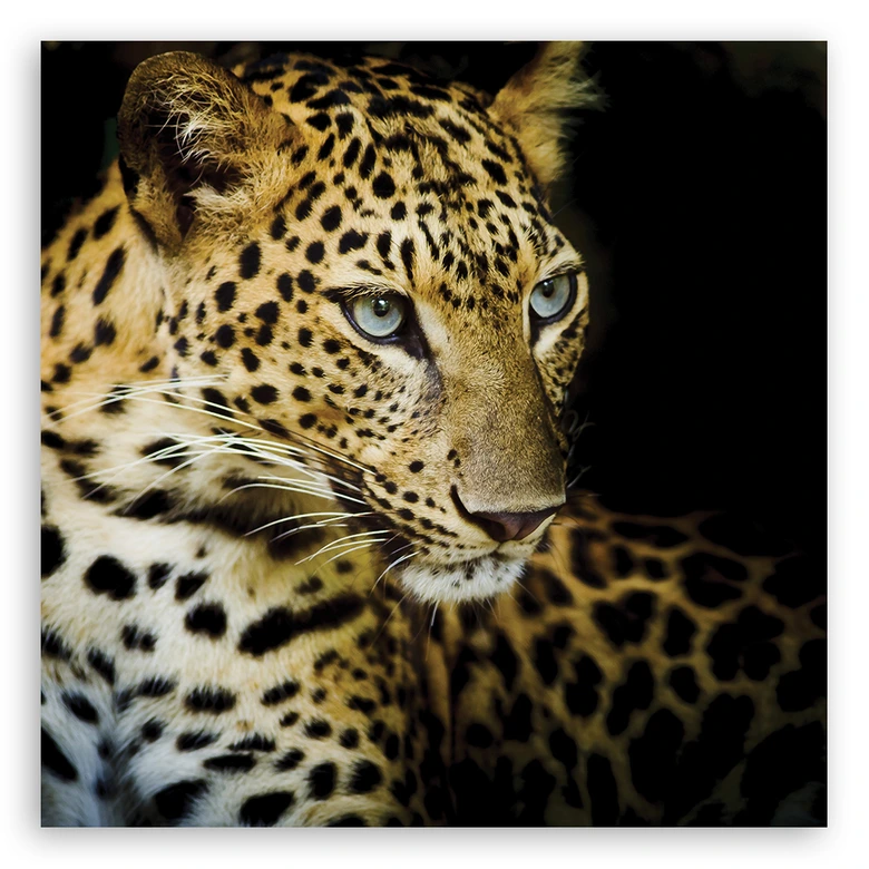 Canvasbillede, Majestætisk leopard 