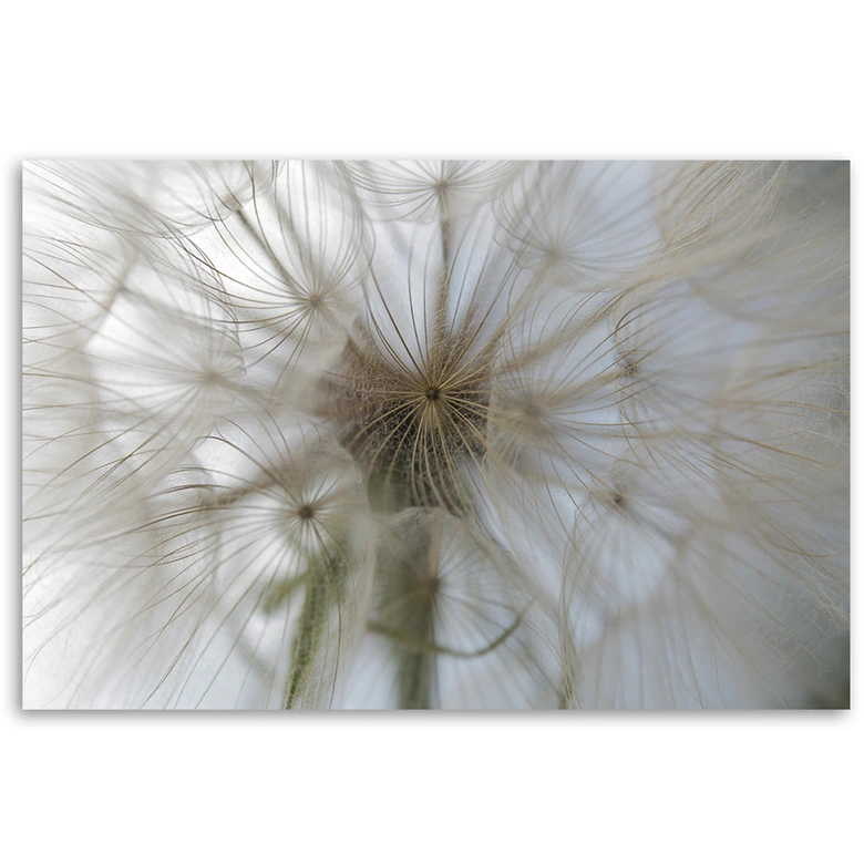 Leinwandbild, Pusteblume Pflanzen Natur 