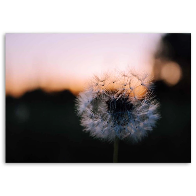 Leinwandbild, Pusteblume und Sonnenuntergang 