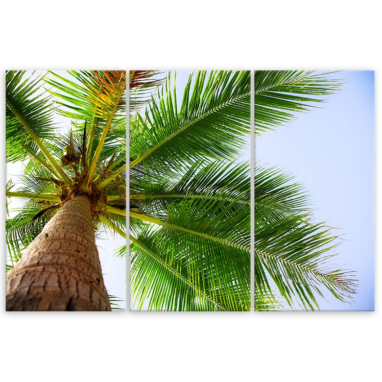 Leinwandbild 3-teilig, Tropische Palme  