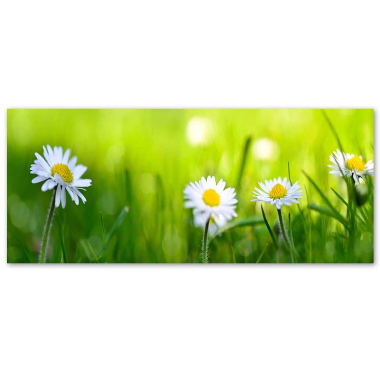 Leinwandbild, Gänseblümchen im Gras 