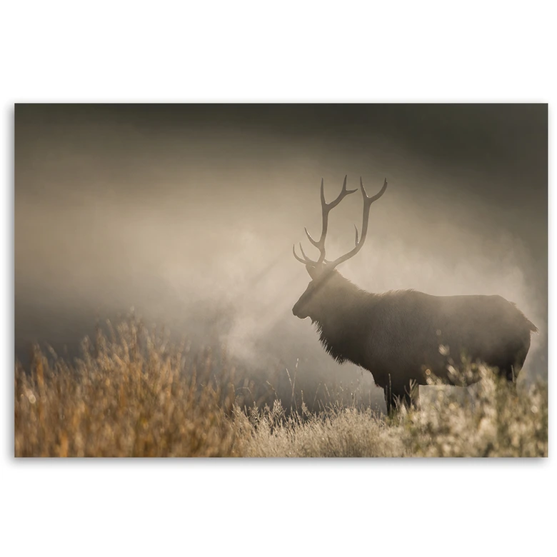 Leinwandbild, Hirsch in der Nebel Natur 