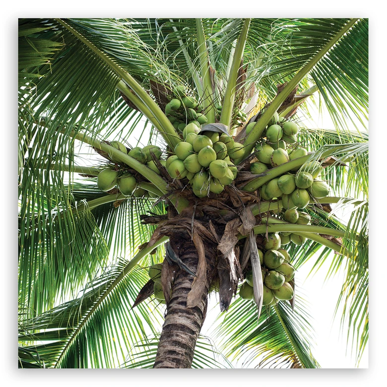 Leinwandbild, Kokusnuss-Palme 