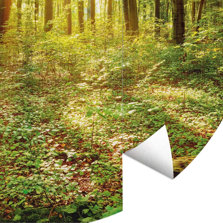 Fototapete Tief im Wald - Rund - Selbstklebend/Vlies 