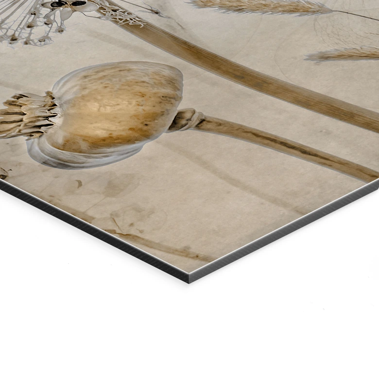 Wandbild Trockenblumen - Disher - Alu-Dibond 