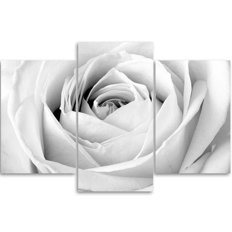 Leinwandbild 3-teilig, Weiße Rose Blumen 