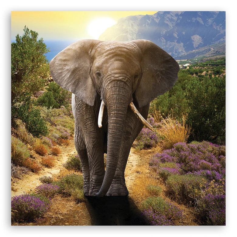 Leinwandbild, Elefant bei Sonnenuntergang 