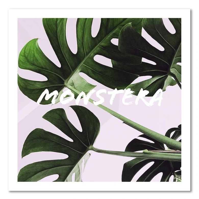 Canvasbillede, Monstera eksotiske blade 