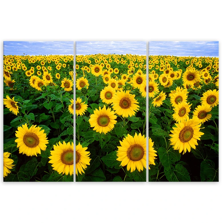 3-delige canvas print, Zonnebloemen Weide 