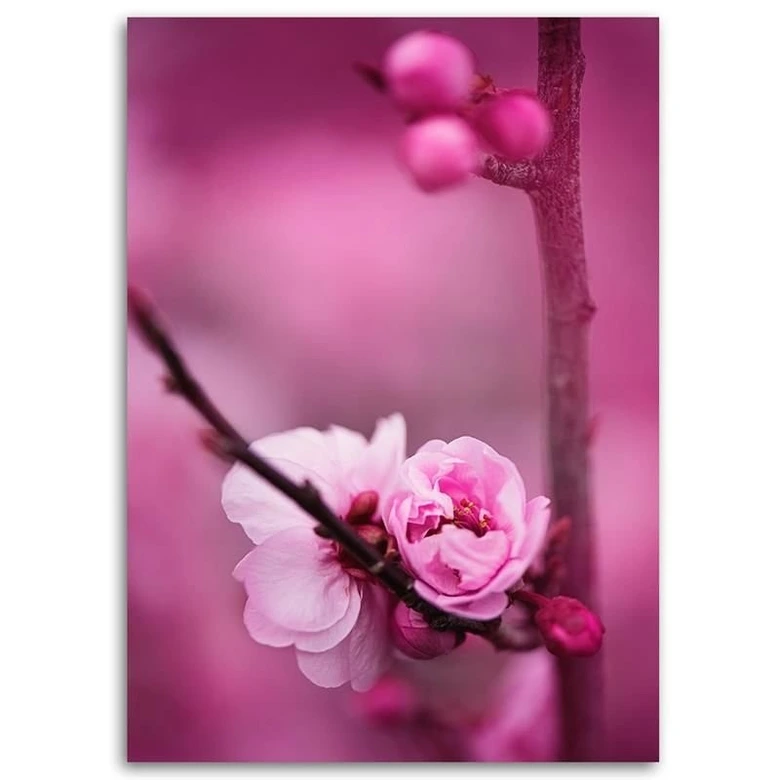 Canvasbillede, Lyserøde blomstrende planter 