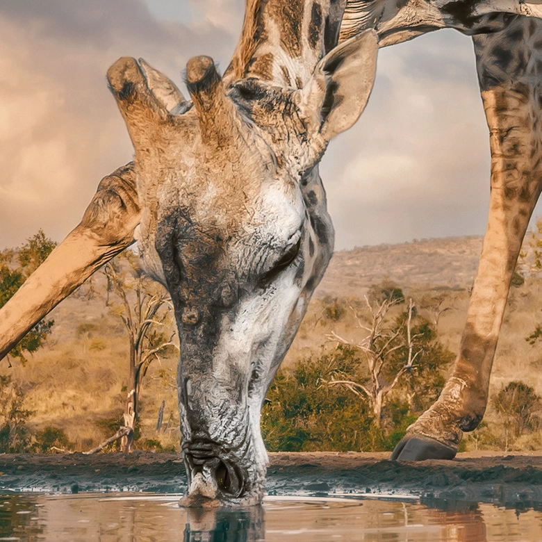 Reflektion av en giraff i vildmarken | Afrika Fototapet - Amtmann 