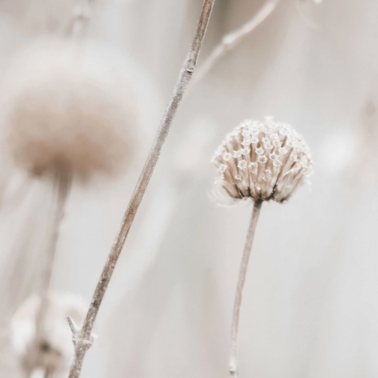 Natur Fototapete Getrocknete Blüten in sanften Tönen - Annie 