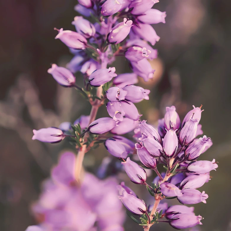 Fototapete Lila Heideblüte im warmen Licht - Annie 