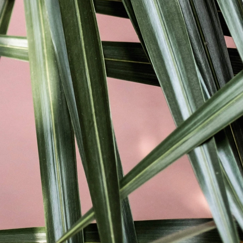 Fotobehang Palmblad voor roze muur - Böhmer 