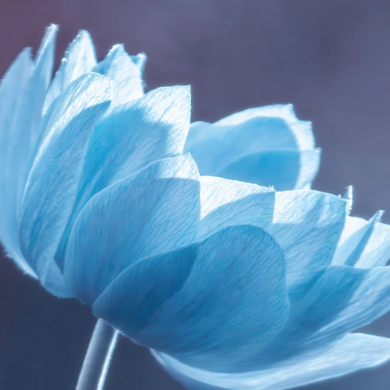 Papel Pintado Floral para Dormitorio - Bravin 