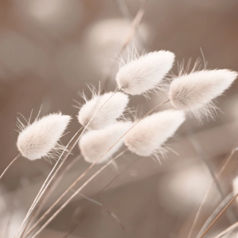 Fototapete Zarte Gräser im Herbstlicht - Collins 