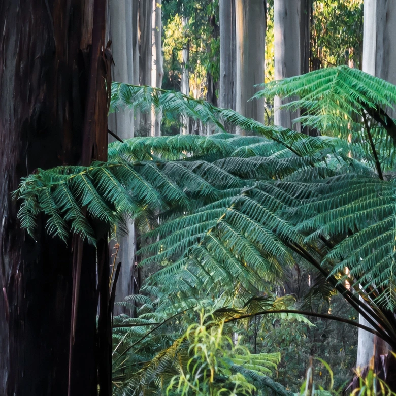Natur Fototapete Eukalyptuswald in den Yarra Ranges - Colombo 