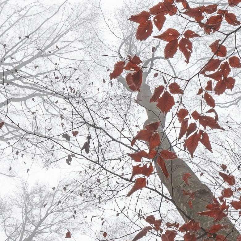 Papier peint photo Cimes d'arbres aux feuilles rouges - Coman 