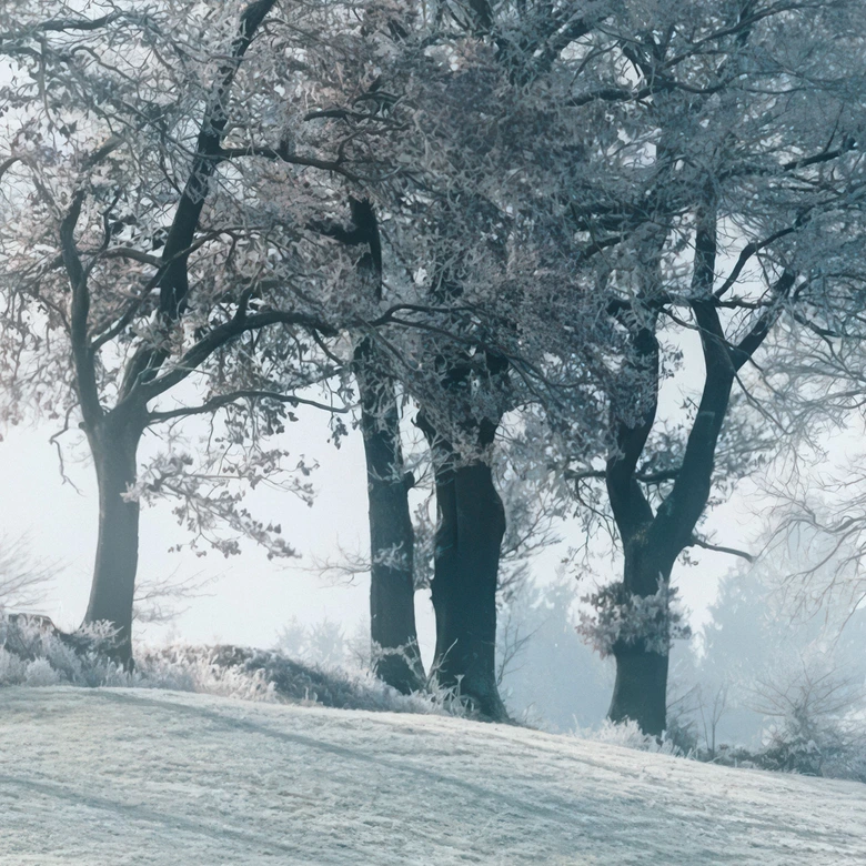 Frostigt kuperat landskap | naturligt landskap Fototapet för vardagsrum och sovrum - Eisenmann 