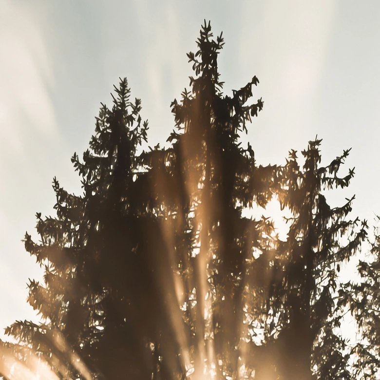 Fototapete Lichtstrahlen im Wald | Waldtapete fürs Schlafzimmer - Eisenmann 