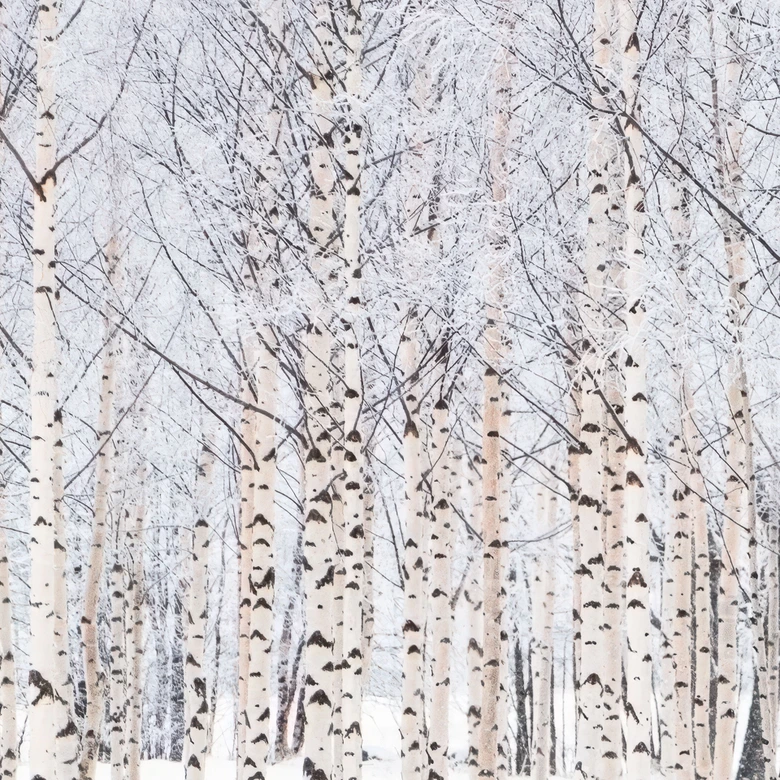 Fototapete Waldtapete Birkenwald im Winter - EMELIEmaria 