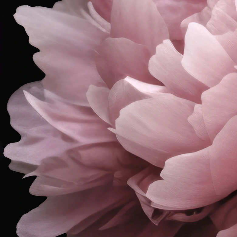 Fotobehang Pioenroos roze - Haase 