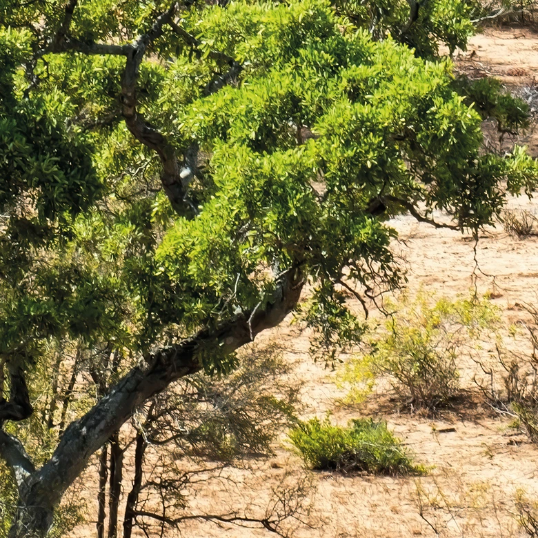 Fototapete Savannenlandschaft in Afrika - Hugonnard 