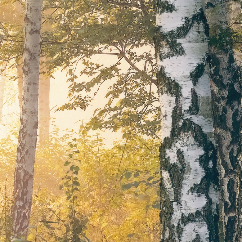 Wall Mural Sunshine in the birch forest - Forest wallpaper - Kado 