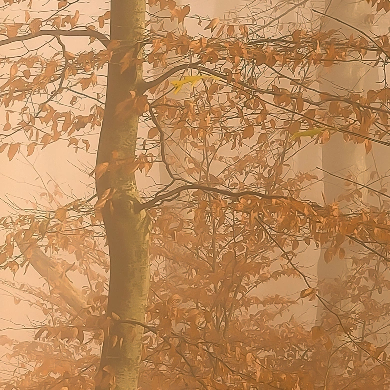 Papier peint forêt - brume et lumière dans la forêt d'automne - Maier 