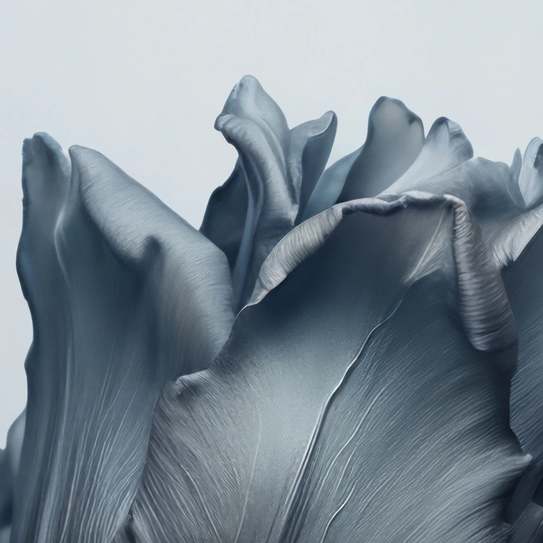 Fototapete Samtige Tulpe in Schwarz - Paksoylu 