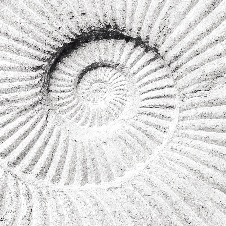 Fototapete Fossile Muschel - Shot by Clint 
