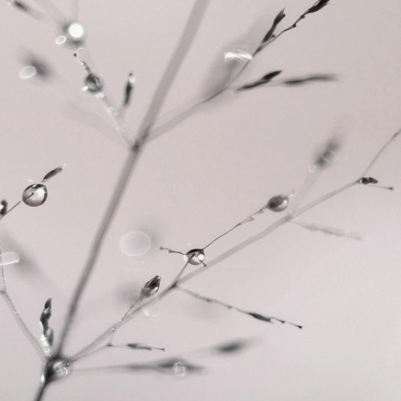 Fototapete Grashalm mit Tautropfen | Ruhige Naturtapete fürs Wohnzimmer - Sillen 