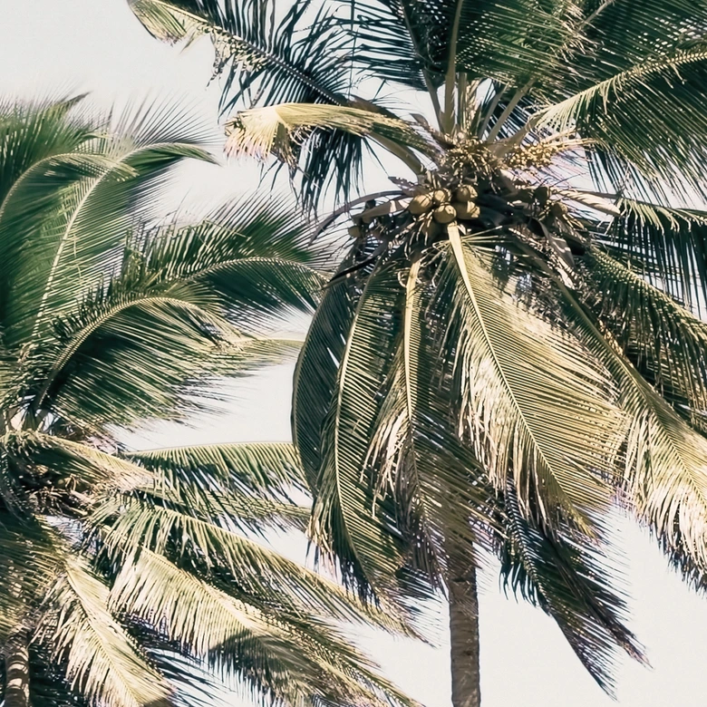 Fototapet på stranden - tropiska palmer på stranden - Sisi & Seb 