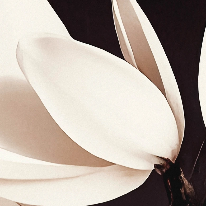 Fototapete Edle Magnolienblüten - Blumentapete - Treechild 