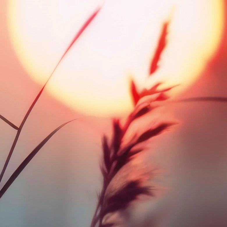 Natur Fototapete Gräser im Licht der glühenden Sonne - Treechild 