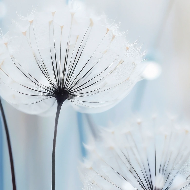Wall Mural Dew pearls on dandelions | Blue flower wallpaper - Treechild 