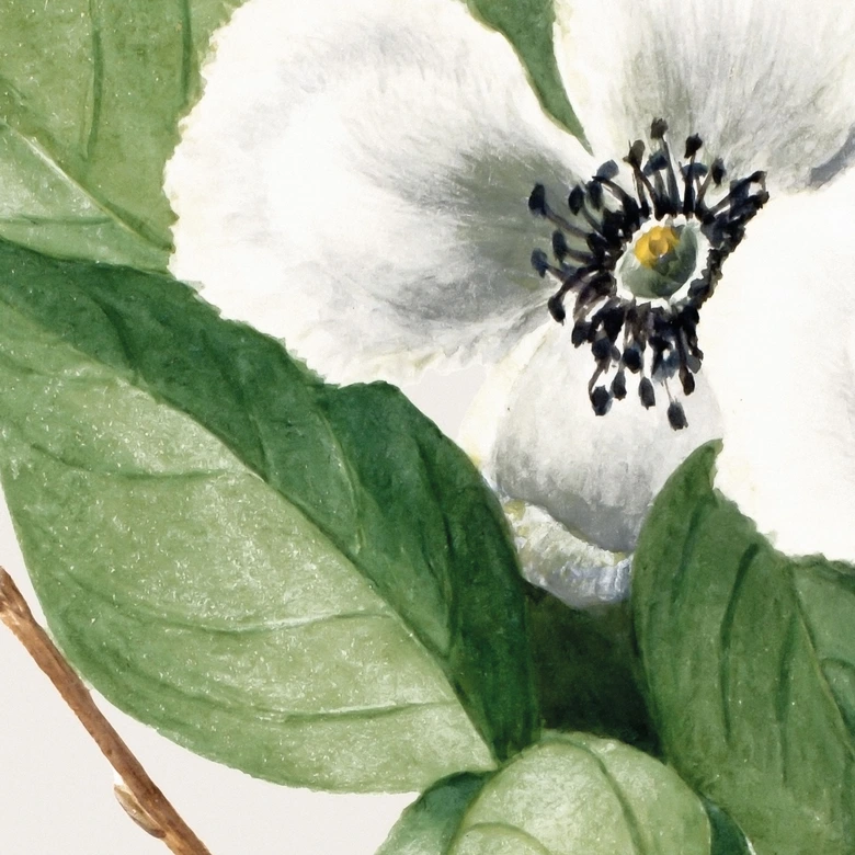 Fotomural botánico de una camelia falsa - Walcott 