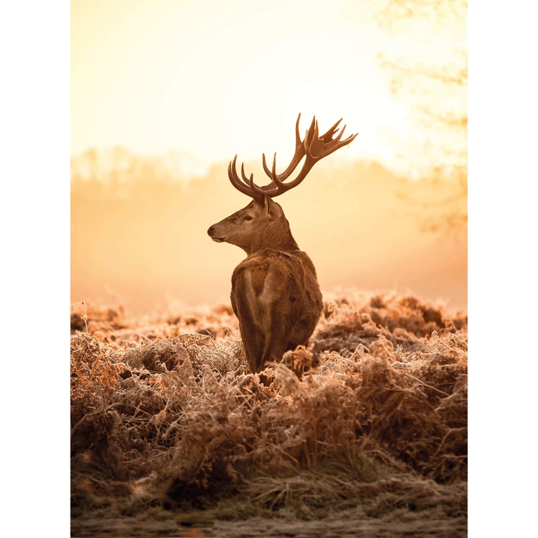 Fototapete Majestätischer Hirsch 