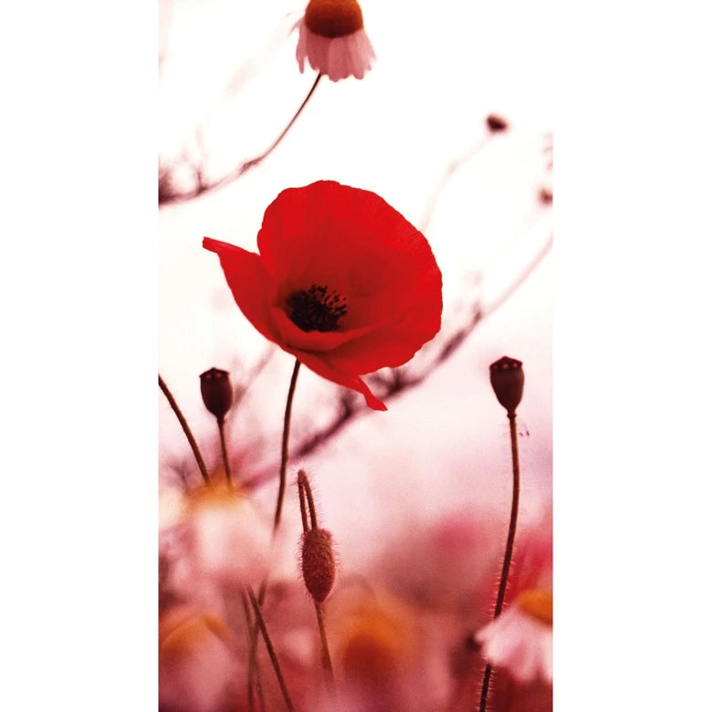 Fototapete Mohn Impressionen 