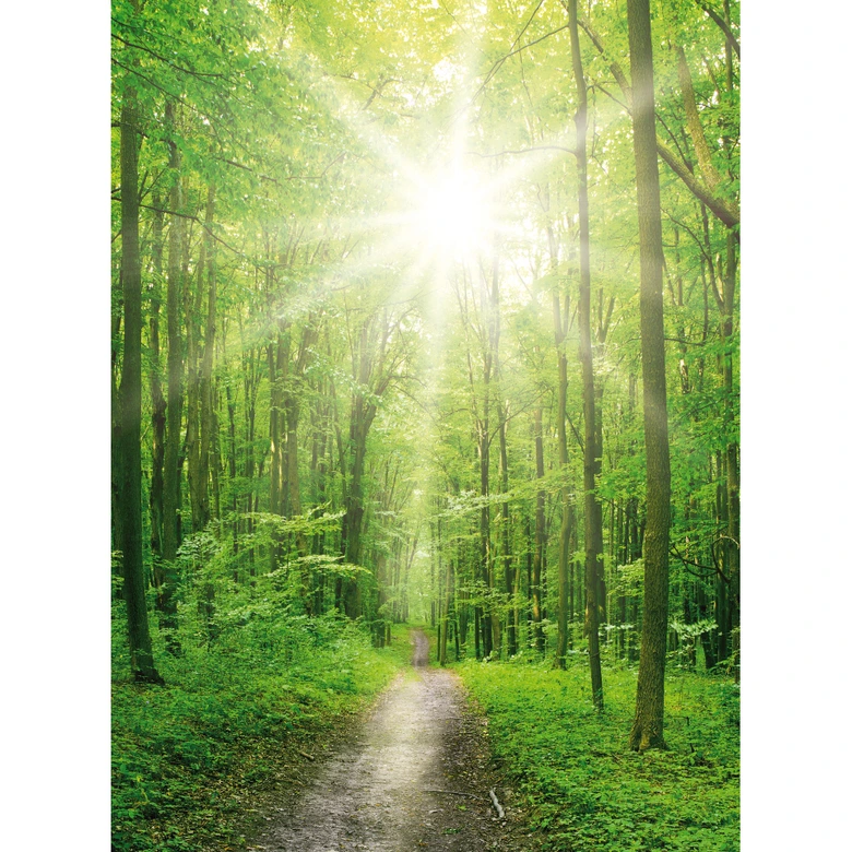 Fotomural de Sunny Forest 