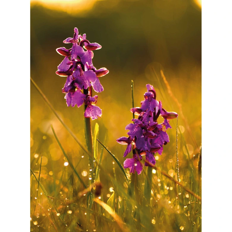 Fototapete Blumen im Morgentau 