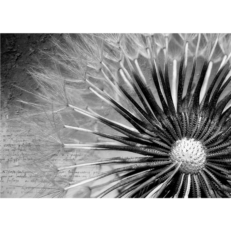 Fototapete Pusteblumen-Poesie 336x260 cm 