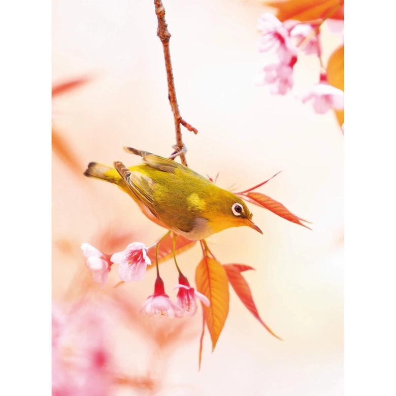 Fototapete Vogelgezwitscher in der Kirschblüte 