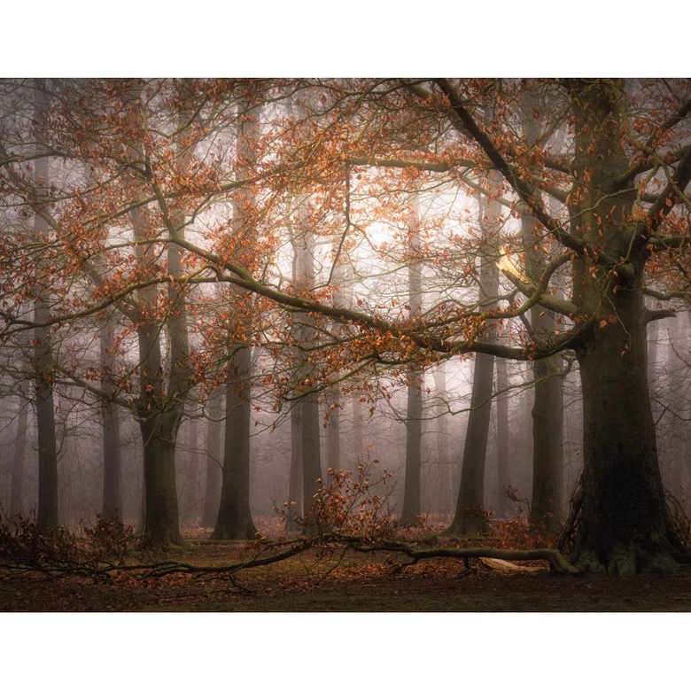 Dingemans - Fotomural "Niebla en el bosque de otoño 