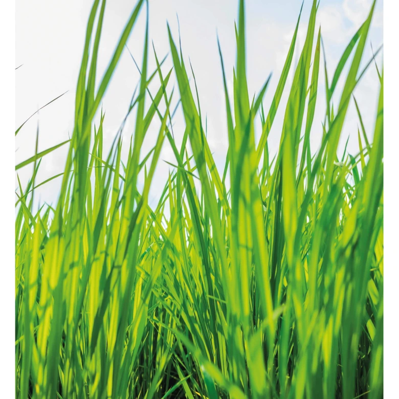 Fotobehang Groen gras 